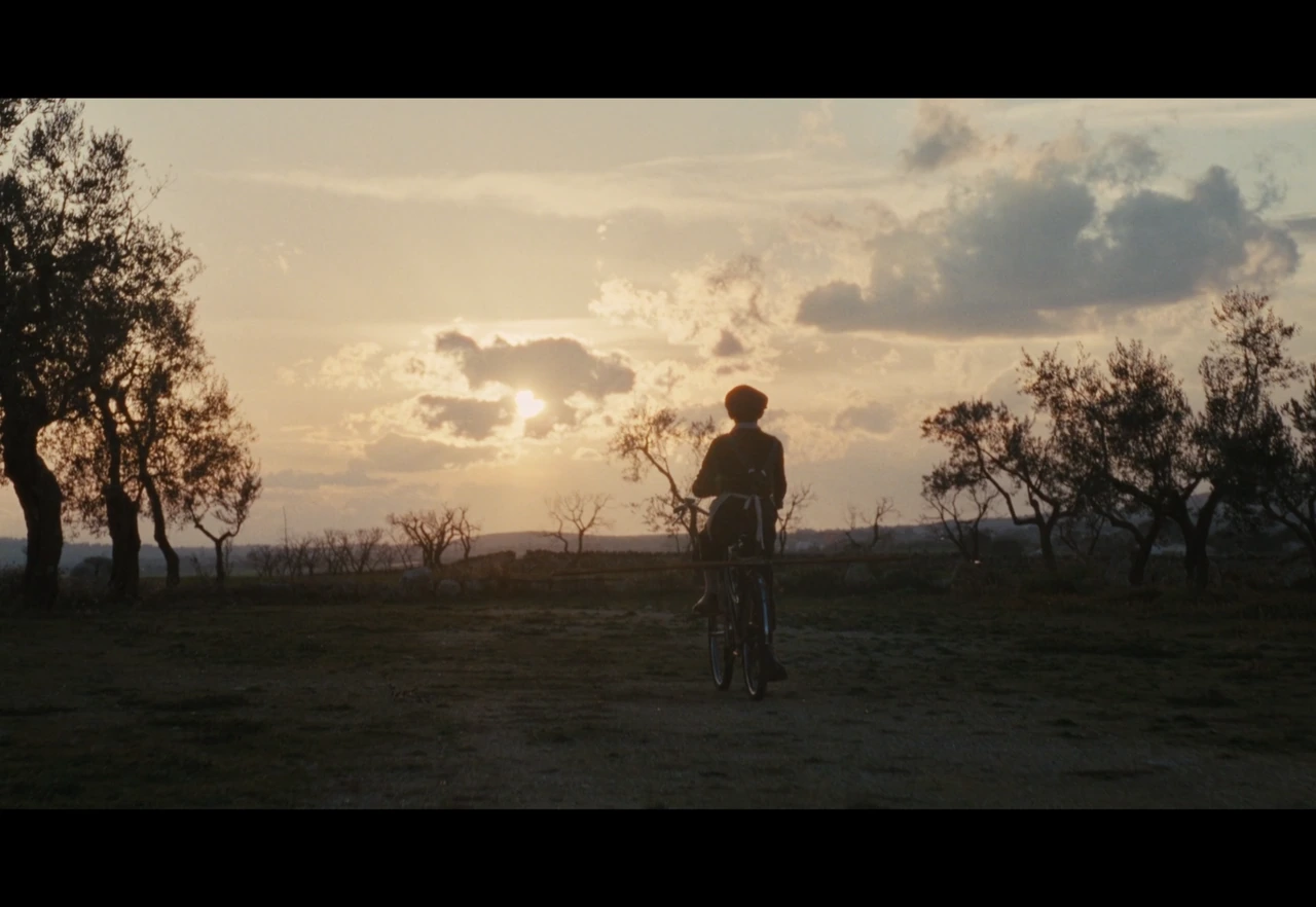 A cyclist in an olive grove at sunset